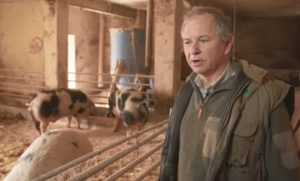Landwirt im Schweinestall